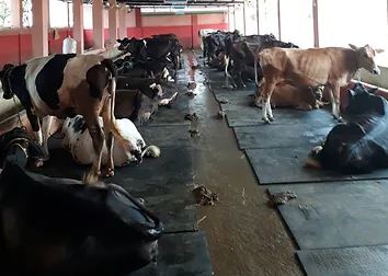 How to make Cow Mat ?? Step by step process