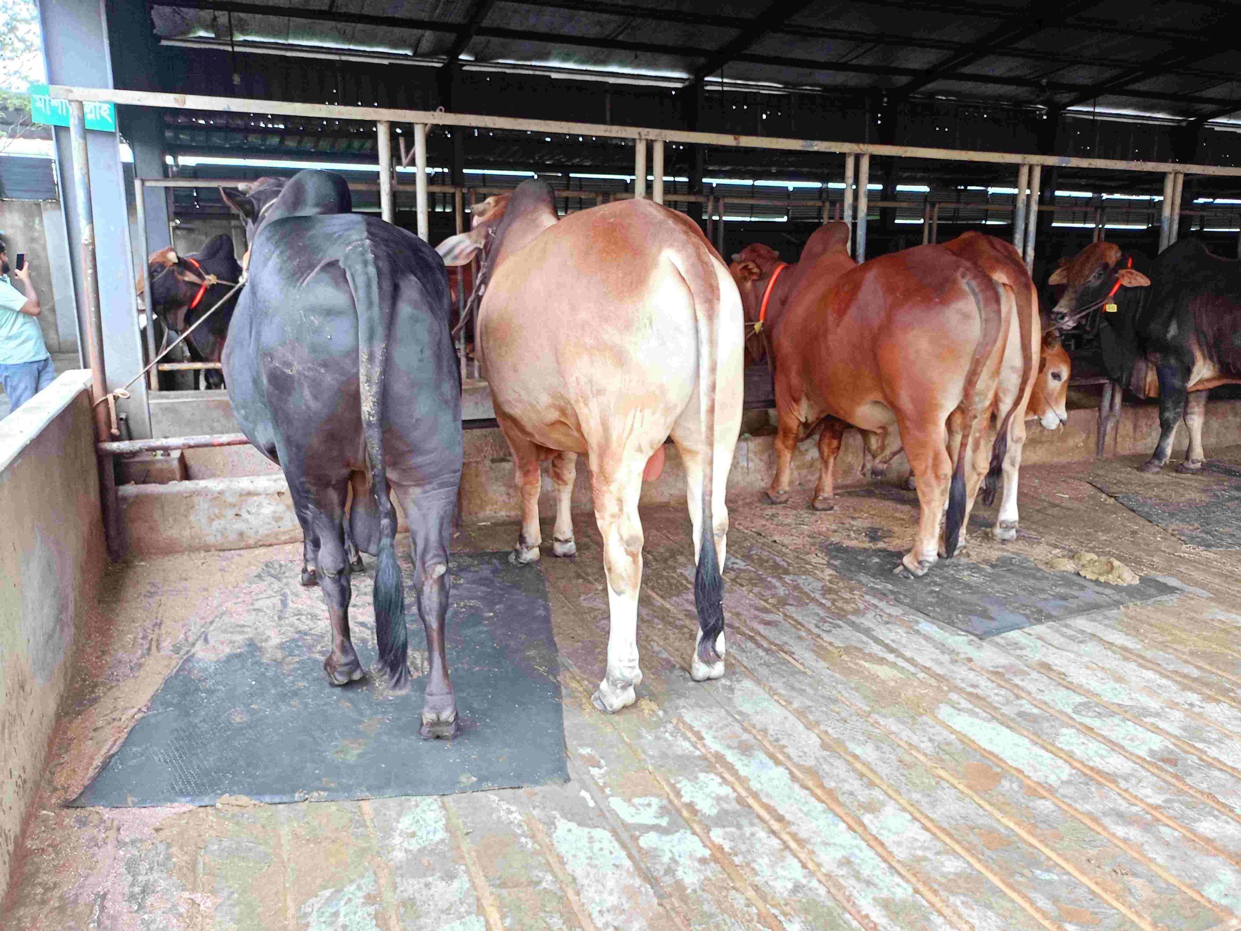 বাংলাদেশে কাউ মেট (Cow Mat) ব্যবসা”